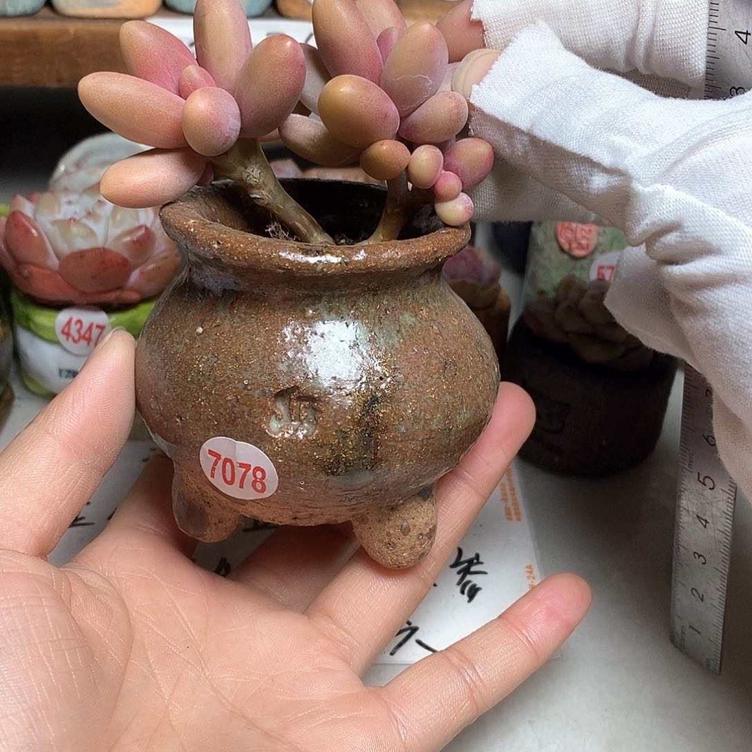 红陶拍5送一个小