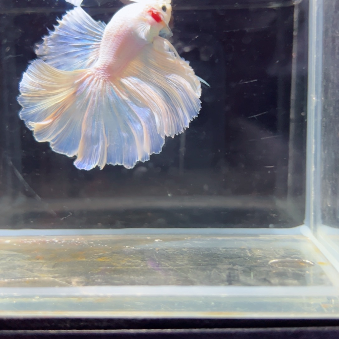 斗鱼浅色特殊尾hhhh