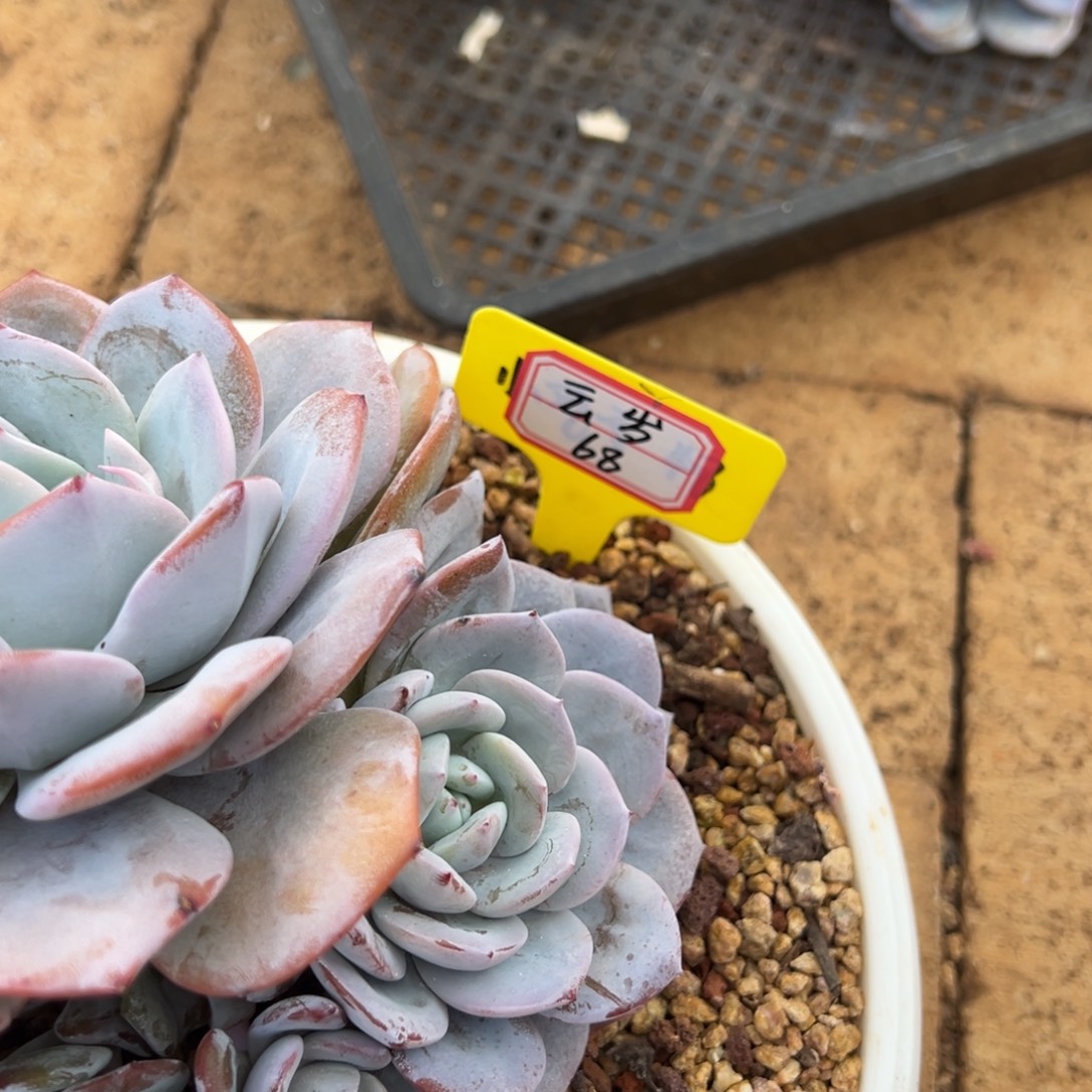 云***春云岁68。             