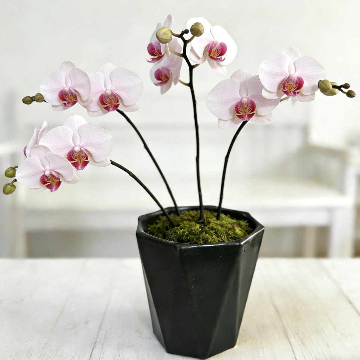 多肉专用透气花盆陶瓷款直径13高15桌面复古风花盆透气底座适配绿