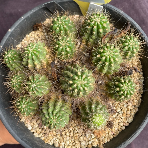 7384 丽花群实生裸根发开红花