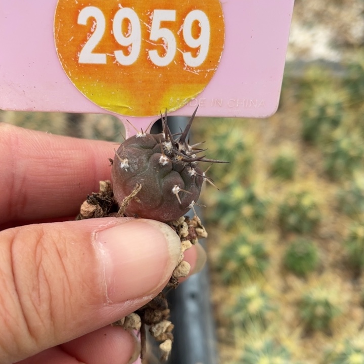蓝***°实生粗刺守金2959