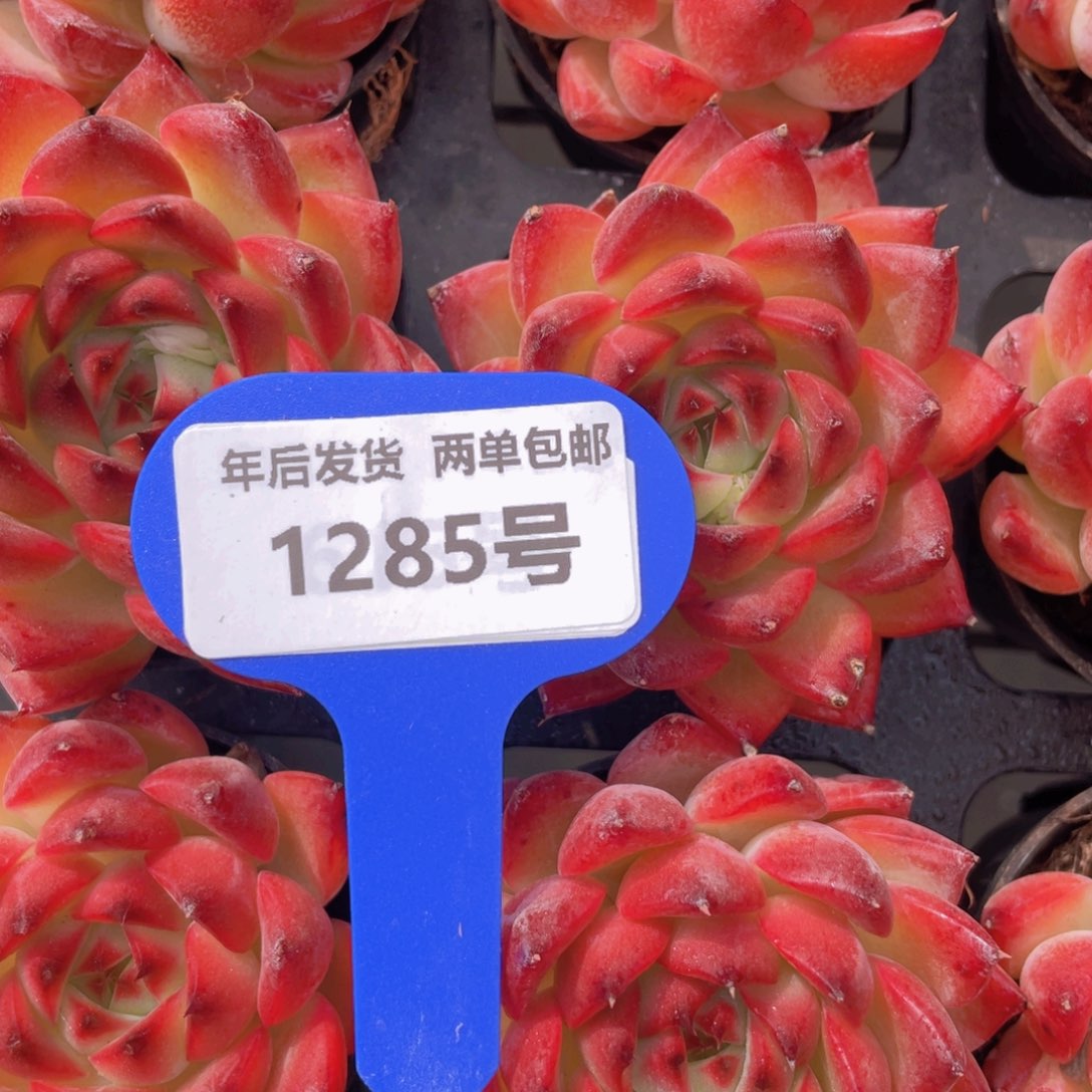 1285号篝火单头一个