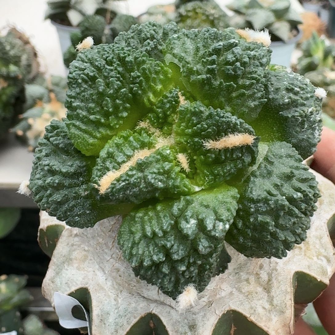 【闪购商品】无花朵清货牡丹637