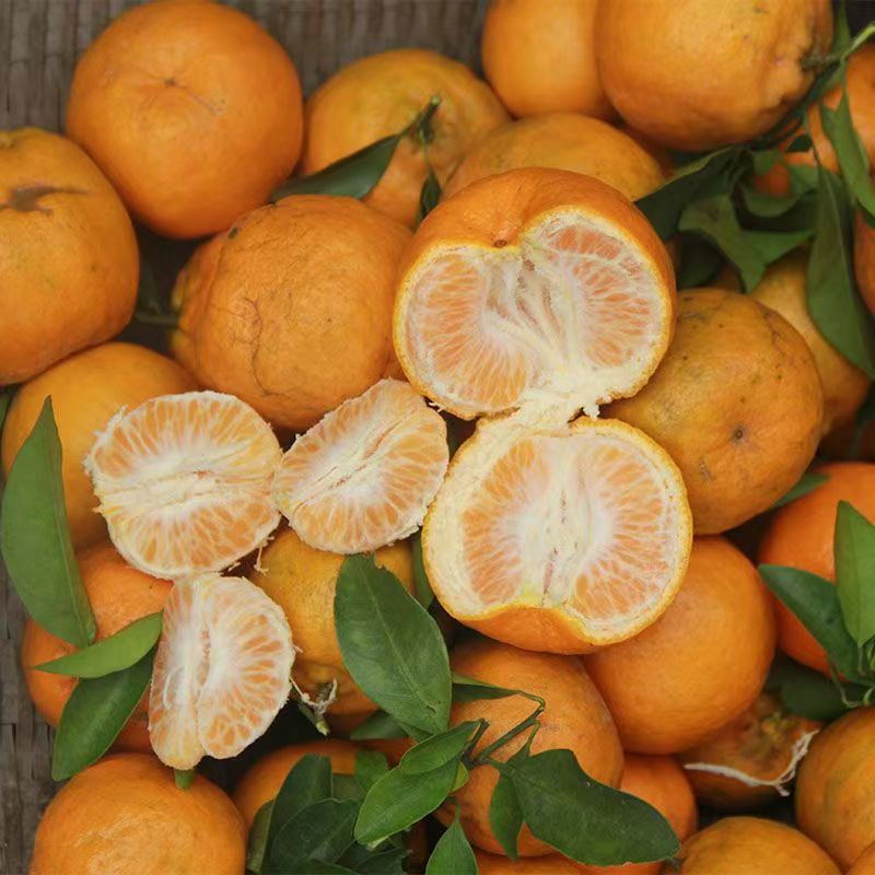 来自云南哀牢山耙耙柑椪柑皮薄肉厚香甜多汁新鲜采摘产地直发