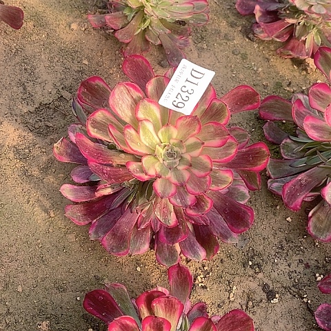 1329红桐白多肉优选