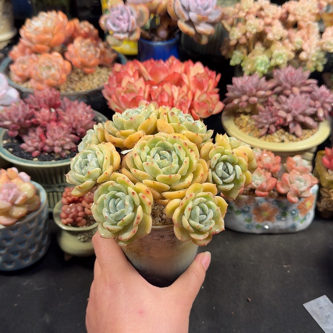 劳林15cm带盆土发货