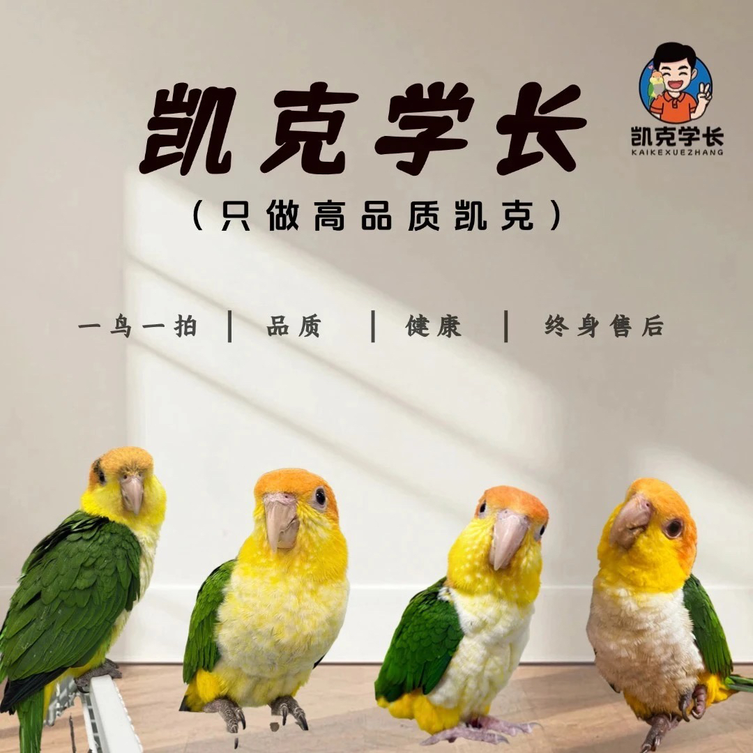 手养鹦鹉活体宠物会学说话可繁殖观赏鸟