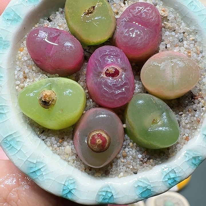 红陶蘑菇539毛汉尼