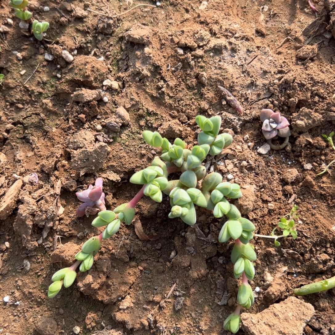 碧玉莲肉植物植物营养液