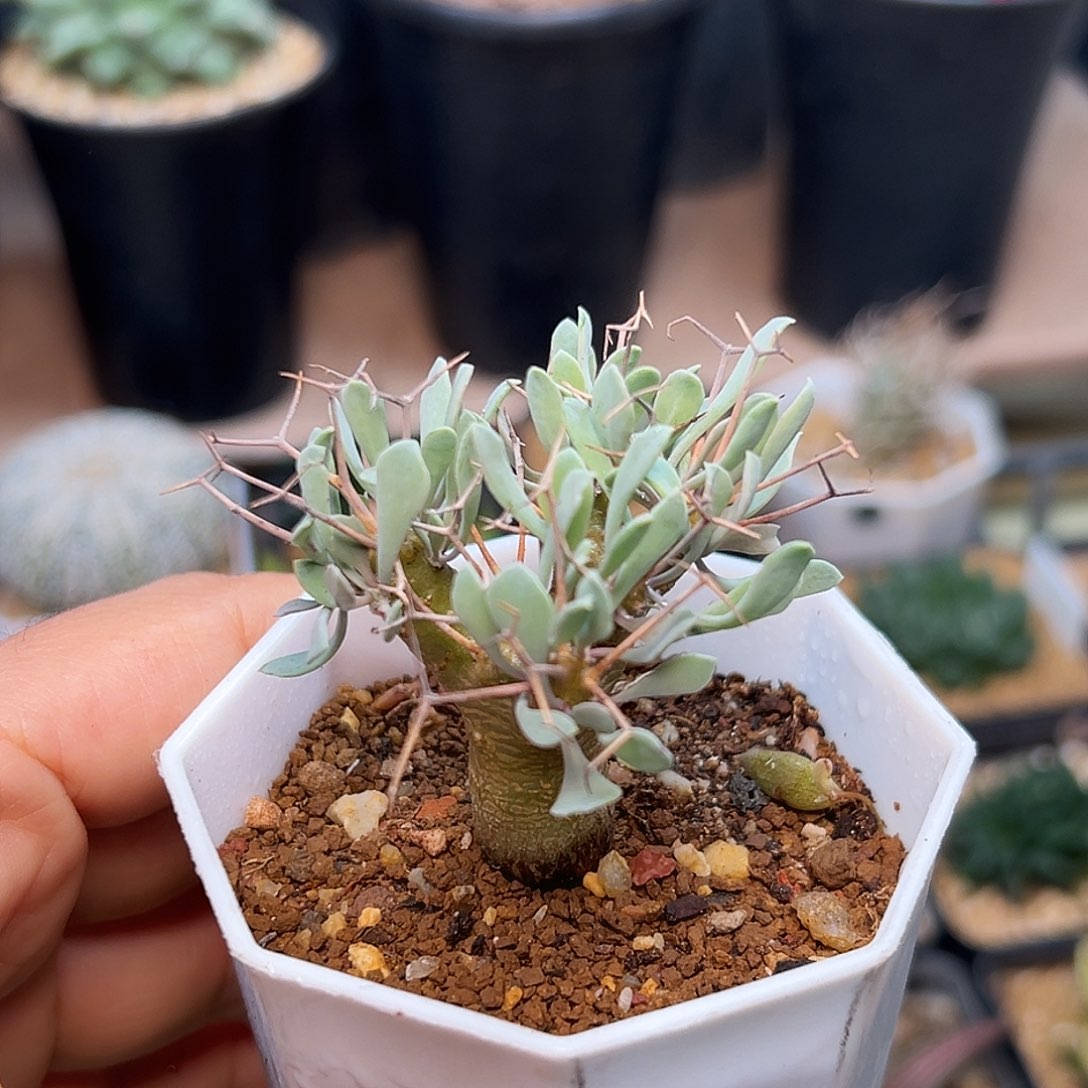 黑鬼殿厚敦菊一颗