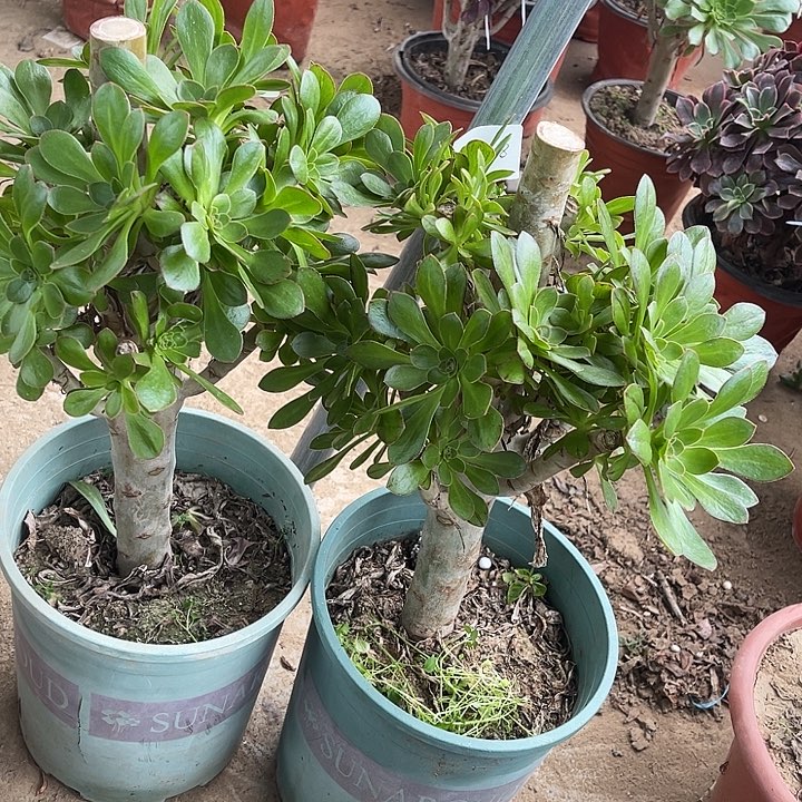 2棵ｖ锦玫瑰玫瑰玫瑰