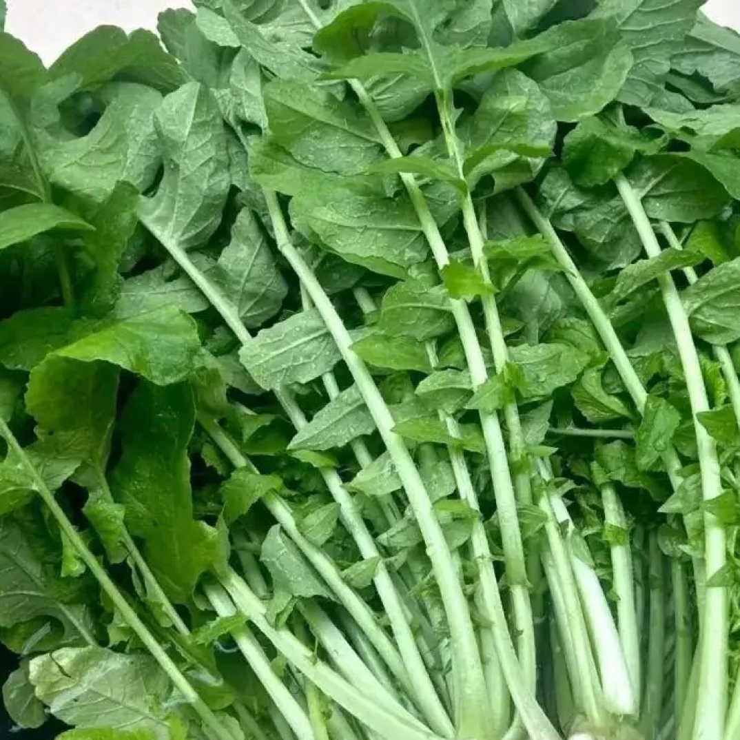 【凯涛甄选】新鲜萝卜樱5斤京东顺丰包邮