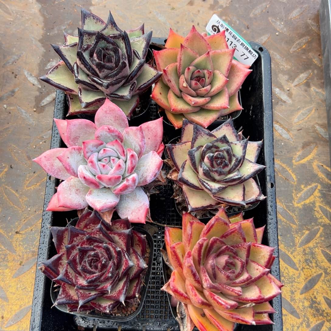 多肉一物一拍0113.77