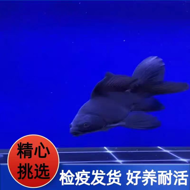 蝴蝶鲤鱼 13-15黑墨蝶精品包活到家好养蝴蝶鲤观赏鱼