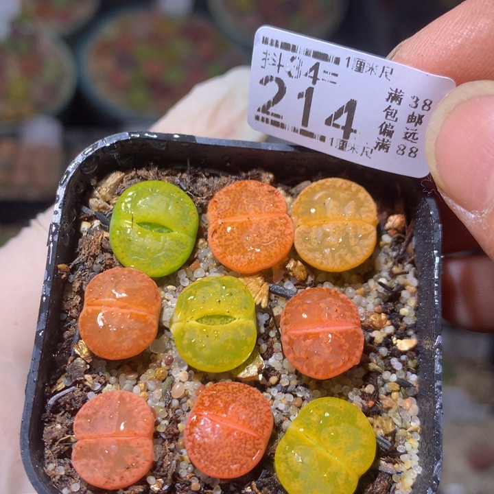 精品生石花34.214