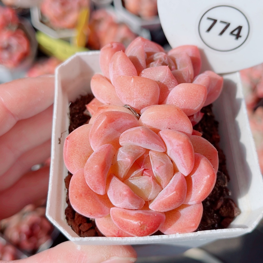 774号小老桩糖心双头