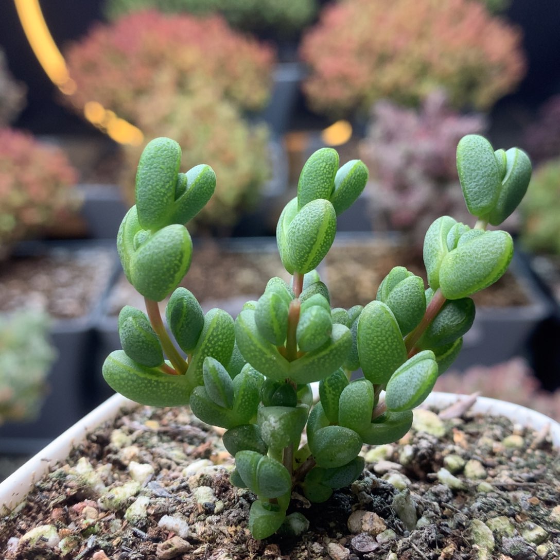 c215元宝枝干番杏