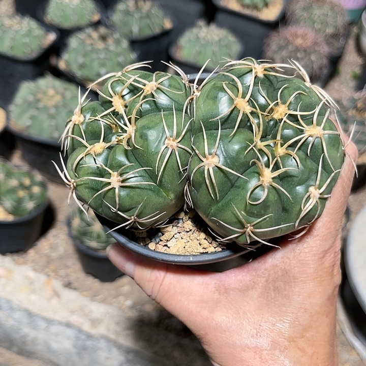 全部花朵青*泪111111111