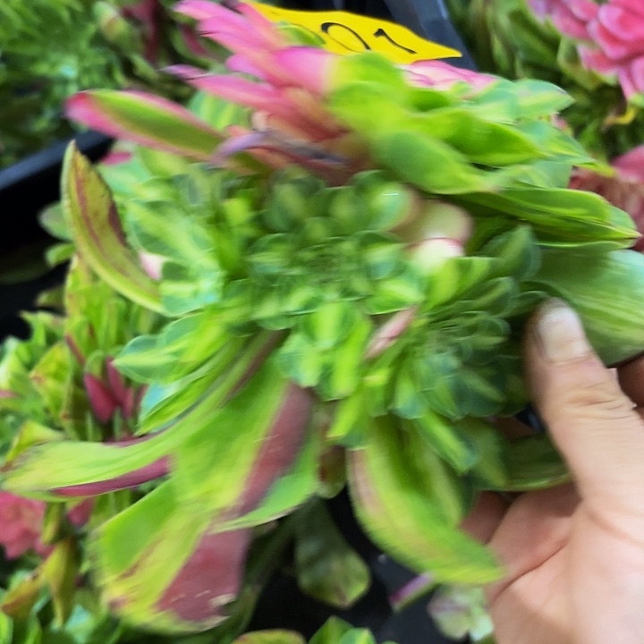 多肉植物知否301