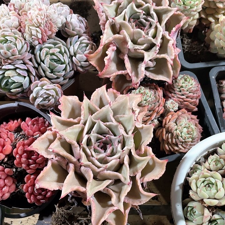 饺子皮单头定向一颗