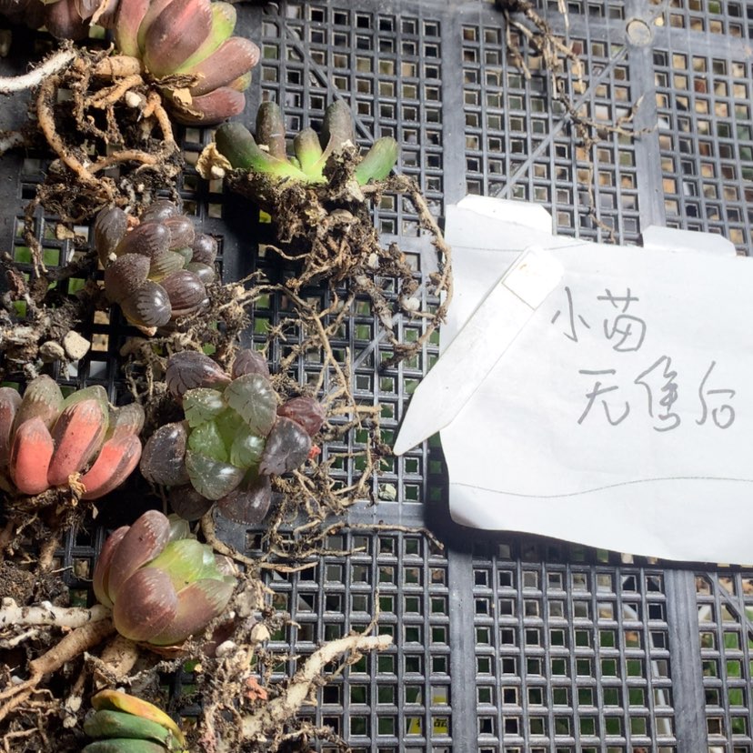 【闪购商品】689小苗无售后