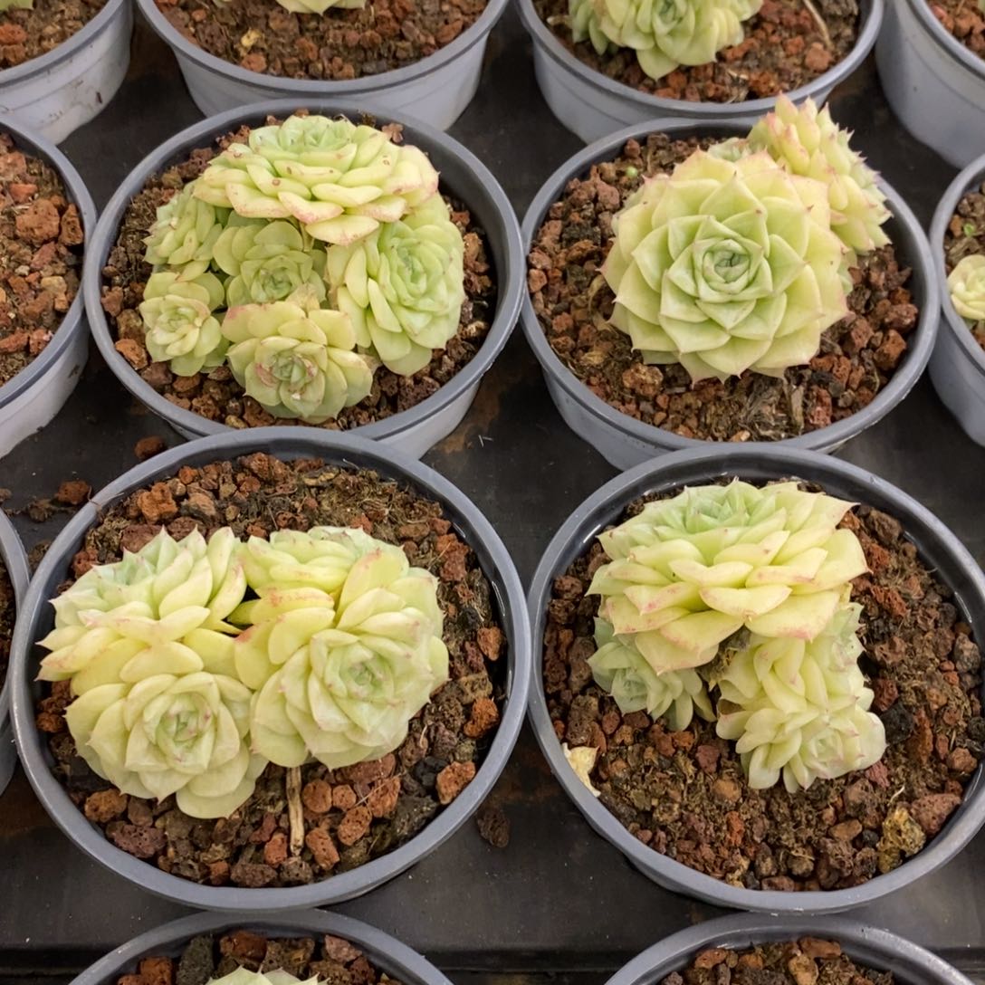 117。白天鹅麦杆。群生。