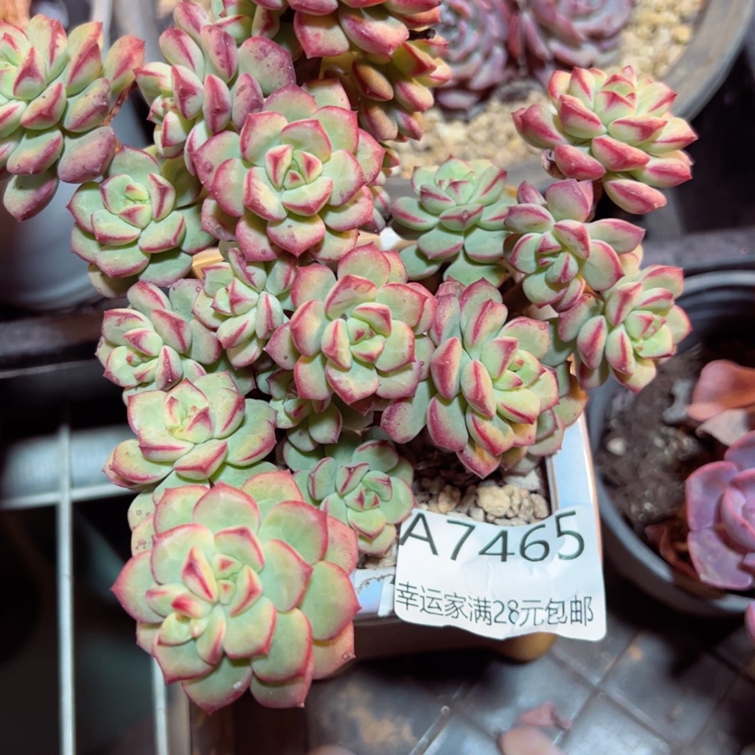 幸运的是我的朋友