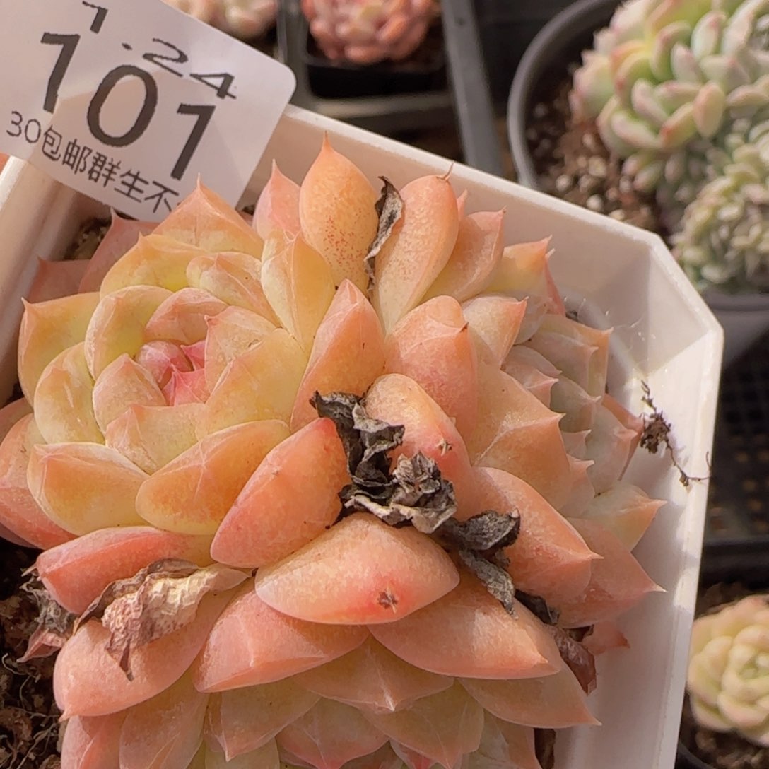 三头明月心一颗脱土