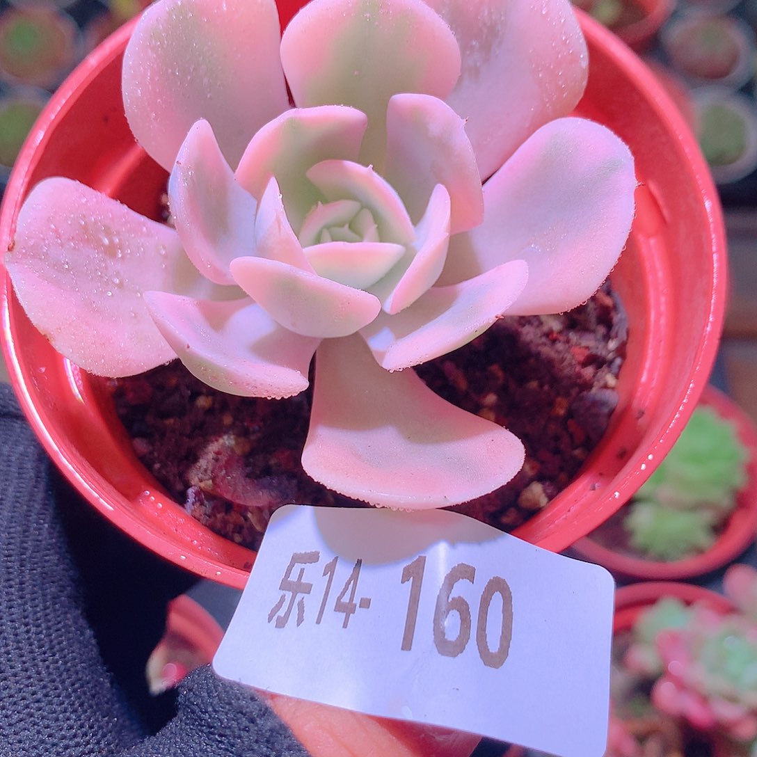 乐然14-160 鲁氏锦 