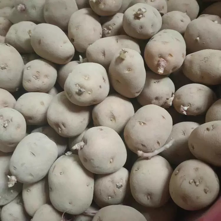 正宗恩施小土豆马尔科洋芋五斤包邮