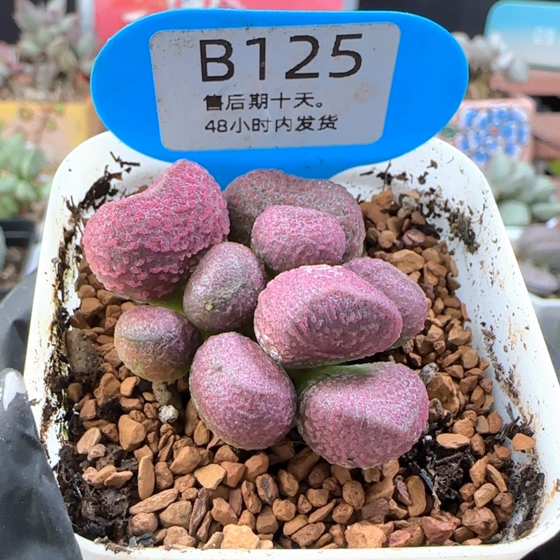 红烧肉。         125。   