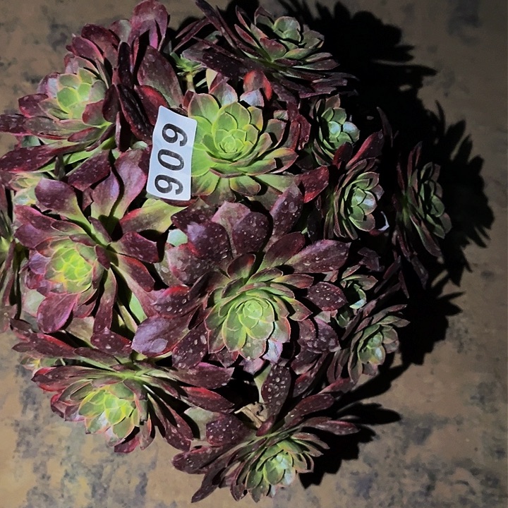 606黄金万两多肉植物处理不售后