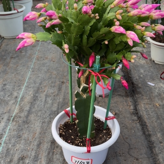 平***姐白盆蟹爪兰福利苗7169