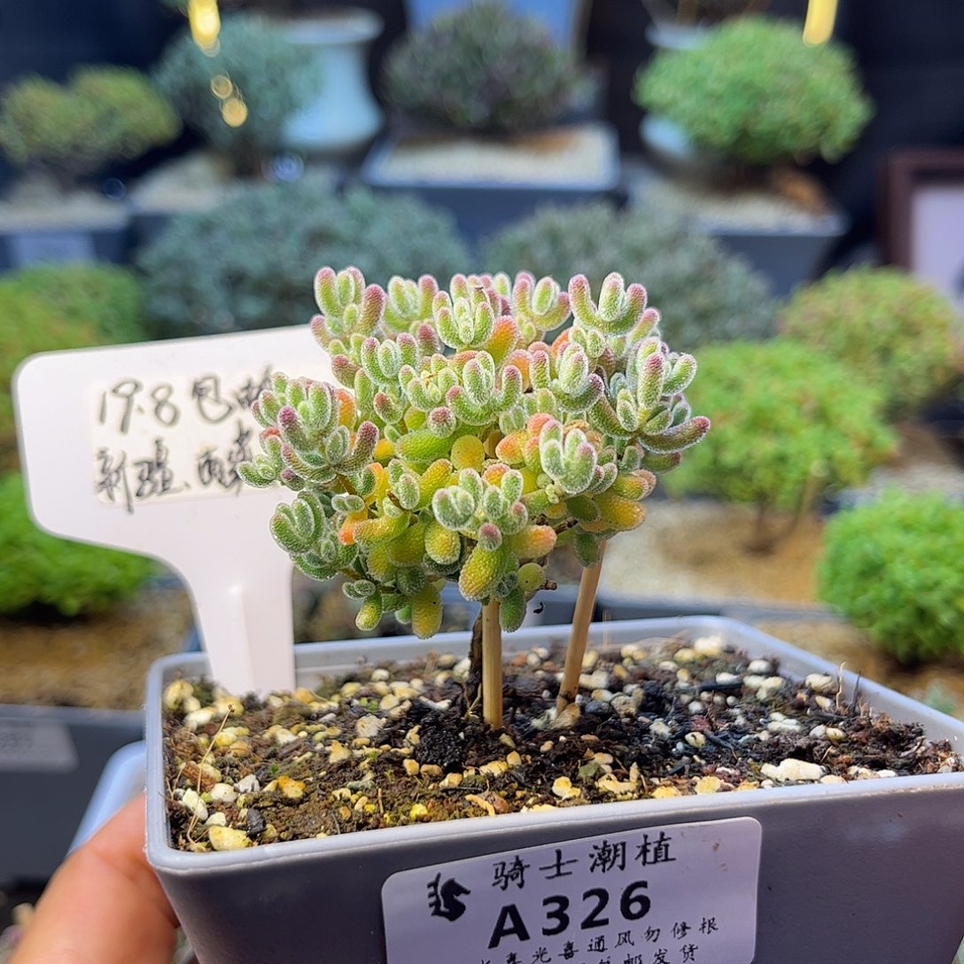 326实生优选冰晶土干发货