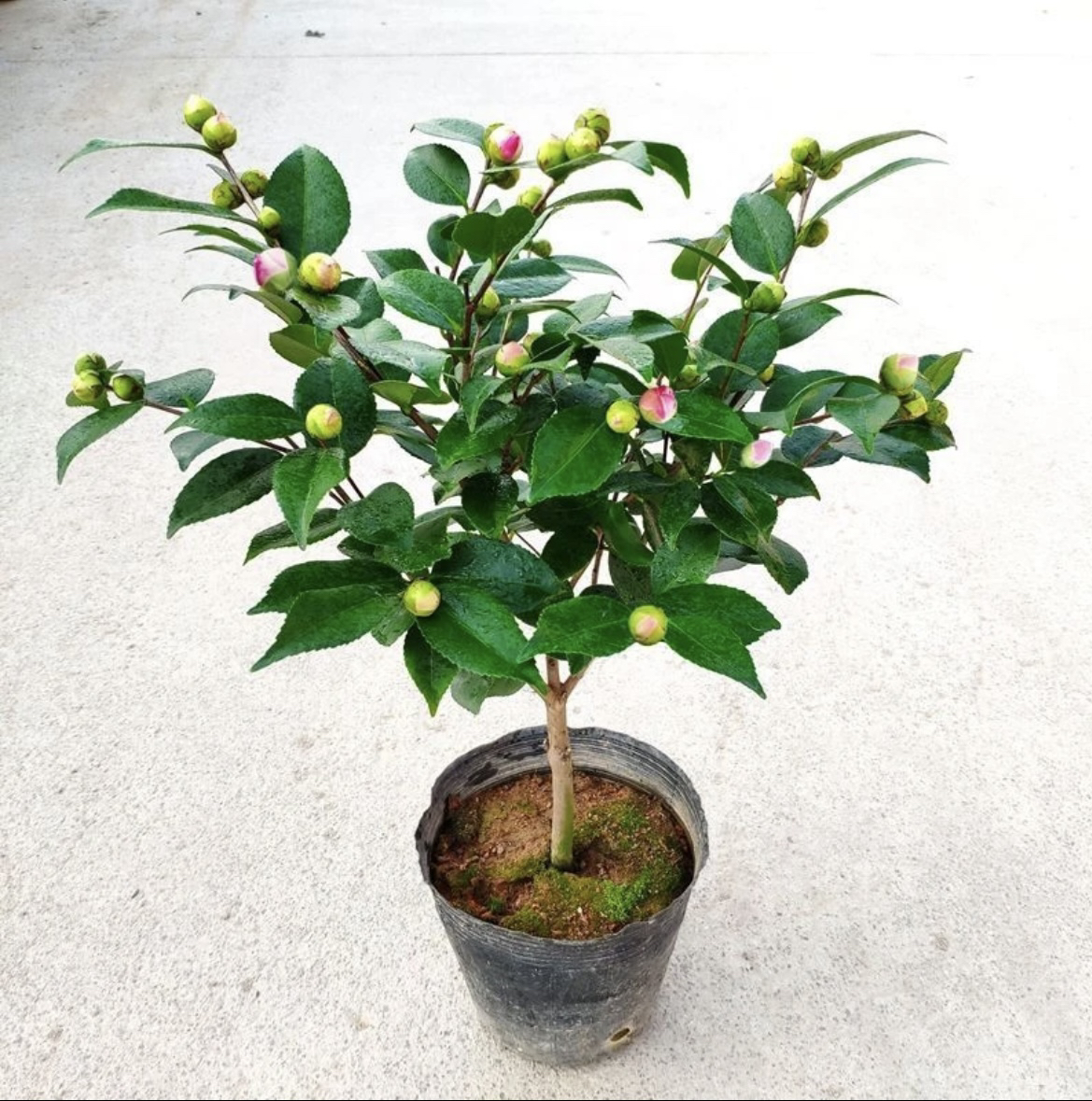 6年苗香水香妃茶花带花苞树苗盆栽四季浓香型室内外好养耐寒耐热