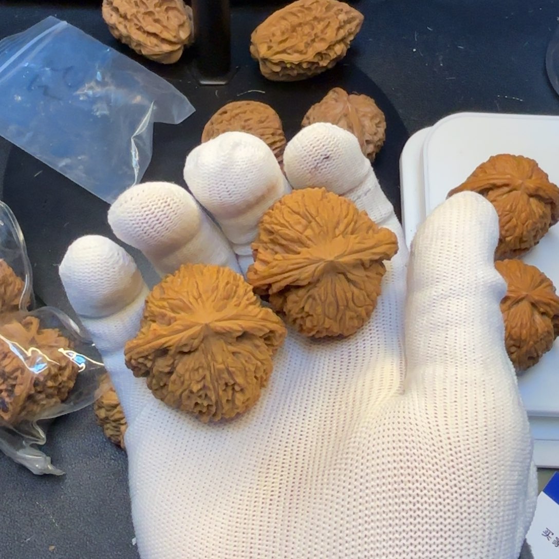 ㅤ****脸南疆核桃核桃核桃