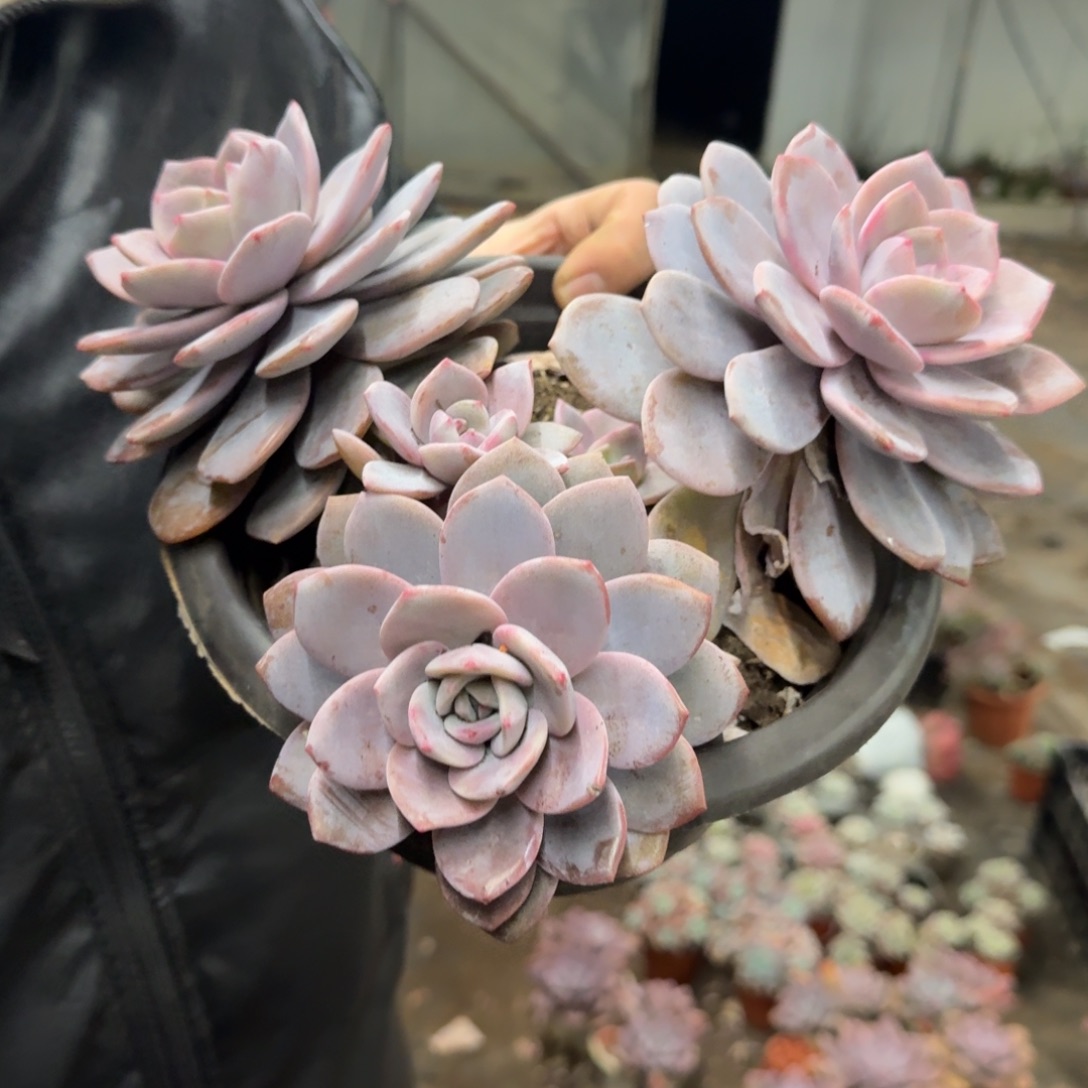 红茶三头起发大盆