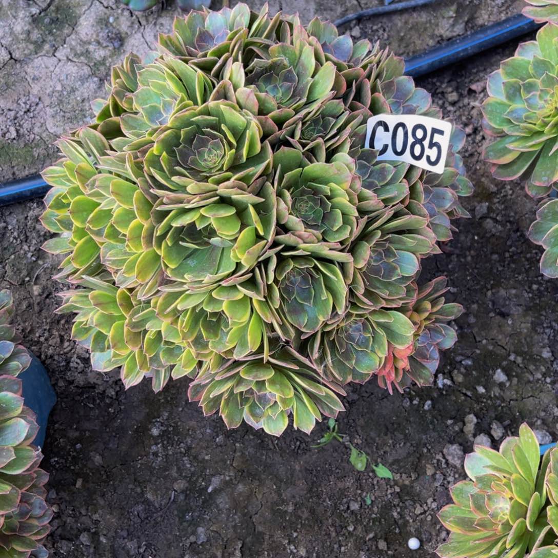 半夏法师26//52包邮