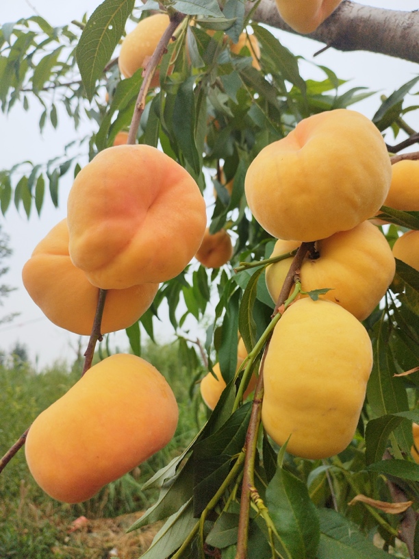 金蟠99(小苗) 6月上旬成熟 大果型 硬溶质 风味甜