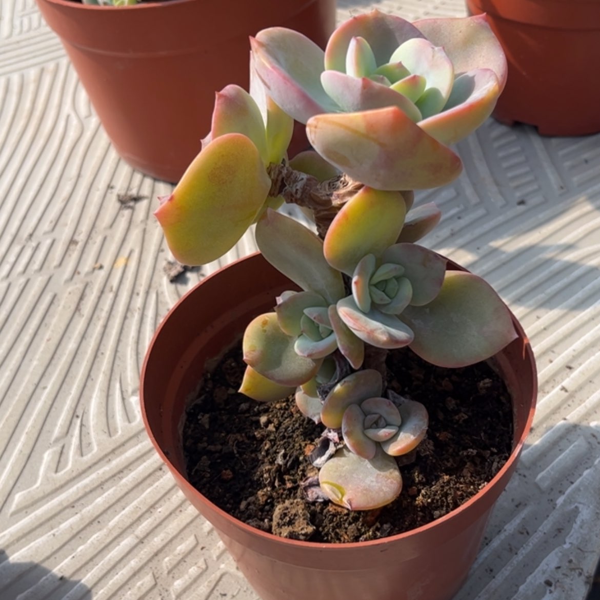 【闪购商品】无花朵米*