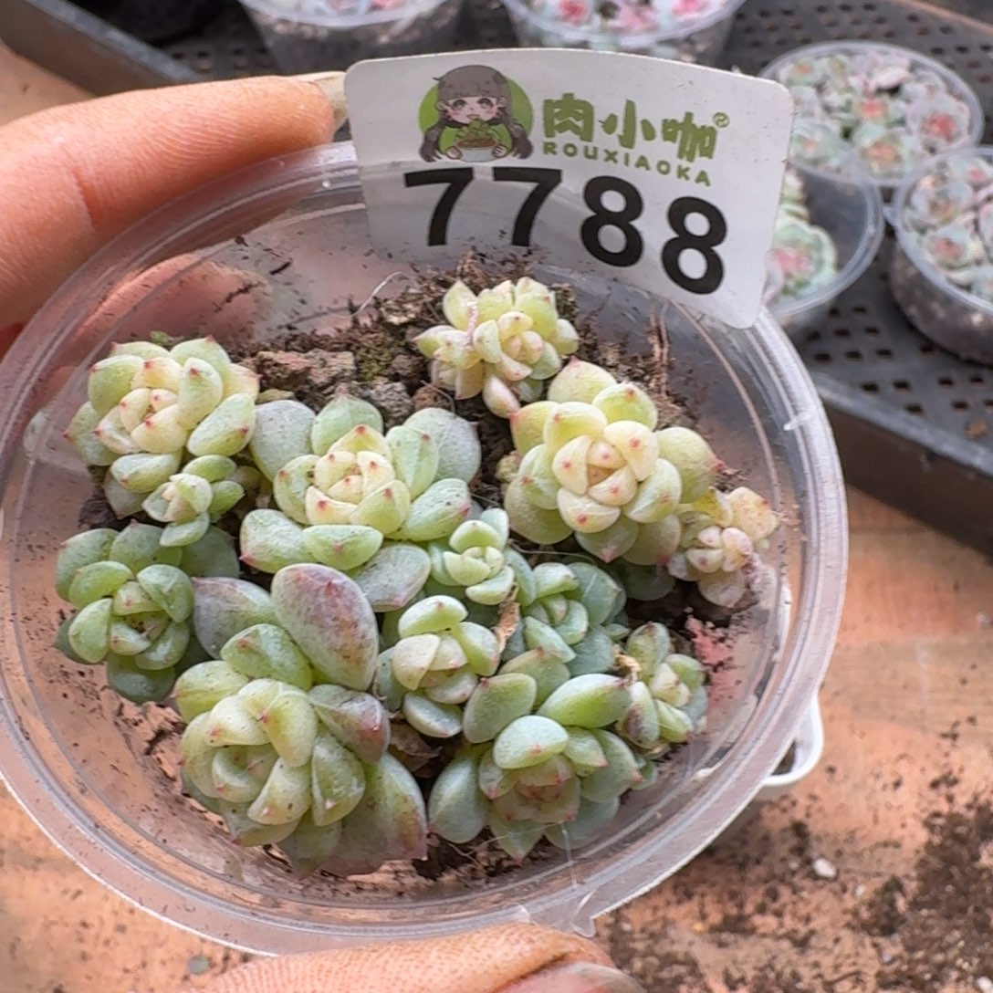 月***凉多肉植物多肉植物