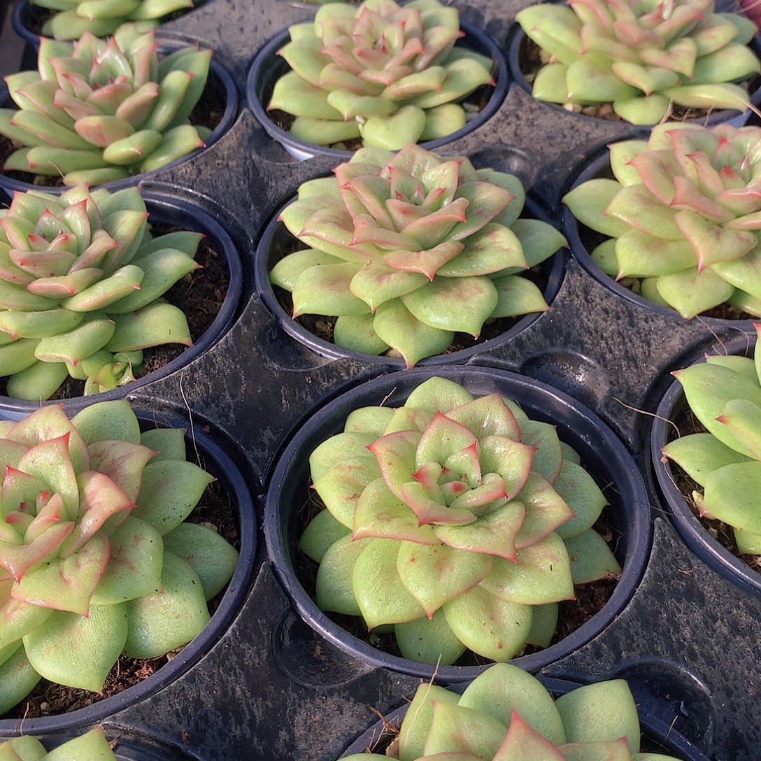 蔷薇锦34567889900000