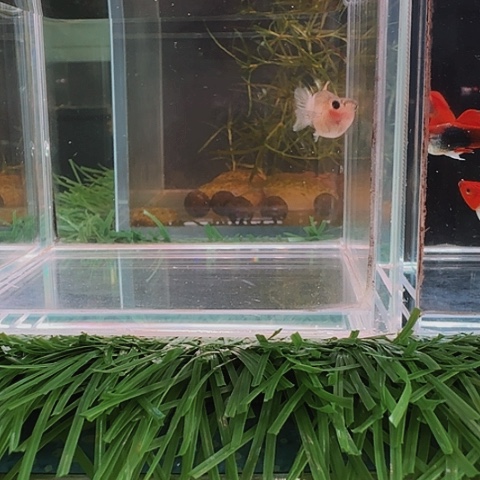 -***^海水幻彩粉玻璃猫母1条