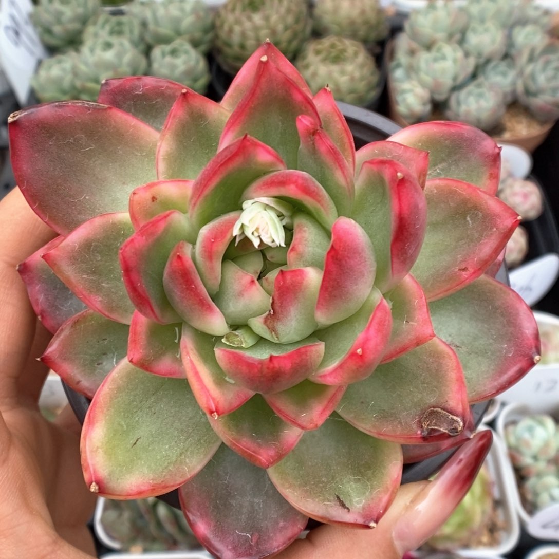 水晶珍妮锦可拍。   