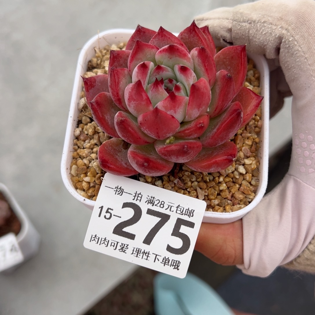 钻石卡罗拉多肉多肉多肉多肉