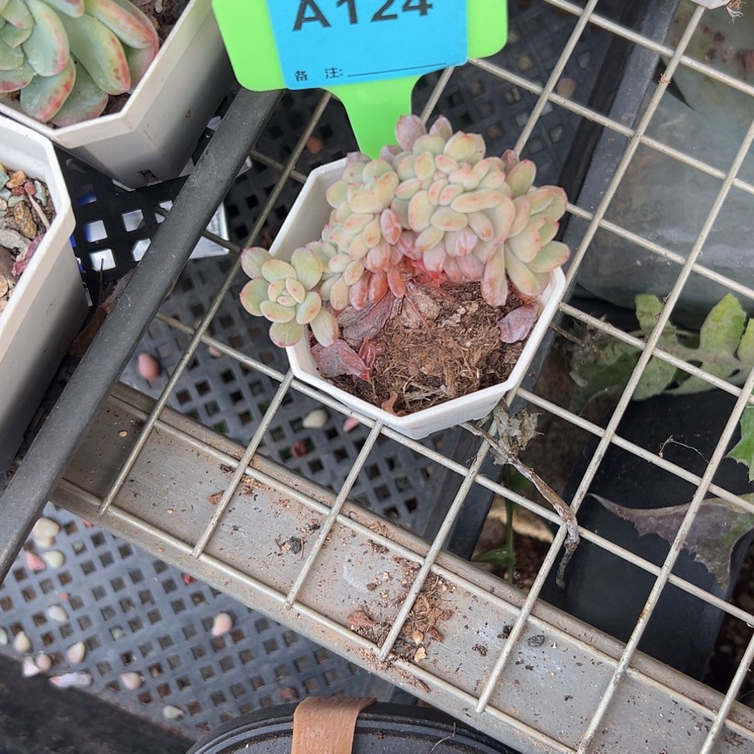 6***8多肉植物一物一拍