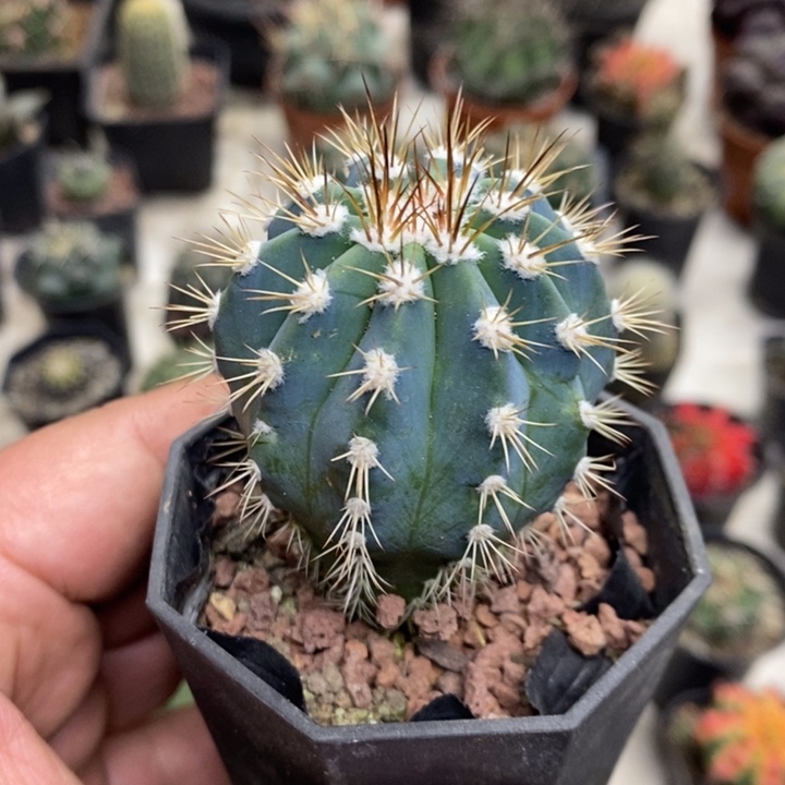 实生蓝云特价福利