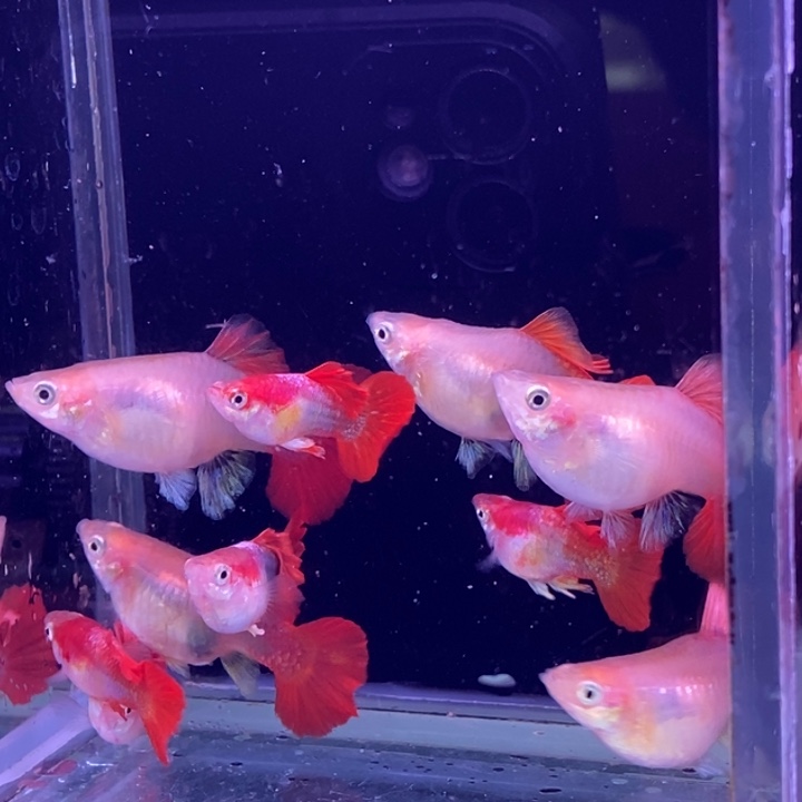 孔雀鱼黄爆球10条包邮