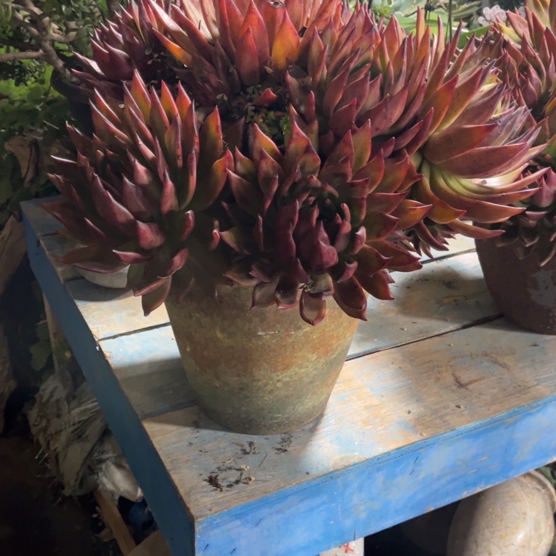 阑***院多肉植物保护研究所所长